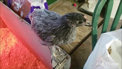 Graham Family Farm: Blue Star Chicks at 7 Weeks