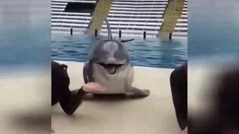 Funny Animal Dolphin and dog