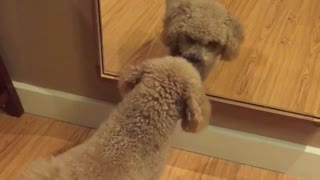 Small brown dog growls at himself in a mirror