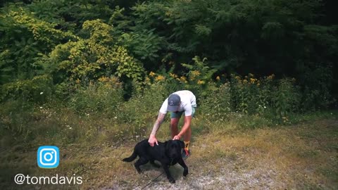 Safely Train your dog