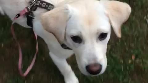 Dog is playing with her owner