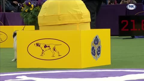 Watch 5 of the best WKC Dog Show moments to celebrate International Puppy Day