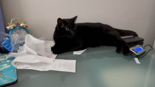 Adopting a Cat from a Shelter Vlog - Cute Precious Piper Gets Back to Work After Labor Day