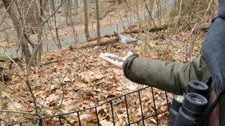 Hand Feeding Birds in Central Park