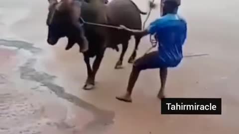 Funny Animal Attack and Riding