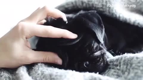 Black pug dog enjoys being pet and massaged by owner