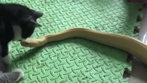 Frightened cat jumps on the snake