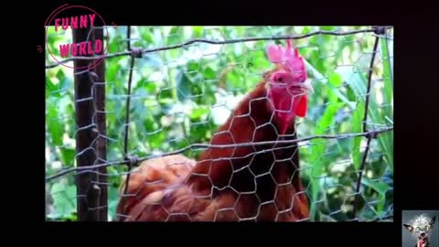 Rooster Crowing. Hilarious Alarm Clock