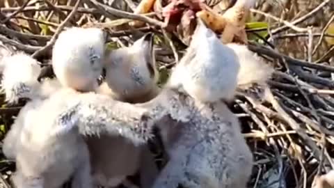 The mother bird feeds her baby