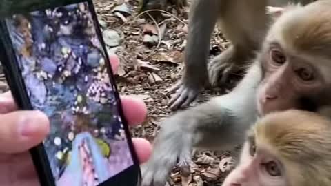 Monkey-watch-video-on-rumble