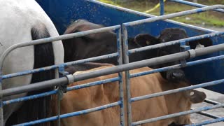 Two calfs Stuck With Horse In Metal Fence