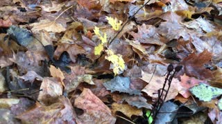 Indian Pipe Plant. Taking A Cutting!