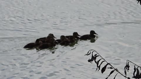 Little ducklings compilation / baby ducks swimming by the river.