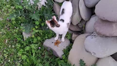 The cute cat was very hungry. I gave food to a cute cat.