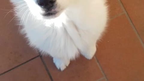 White puppy has head scratched on tile
