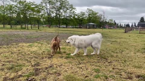 the german shepherd attacks the pitbull