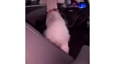 DOG CRYING IN THE CAR