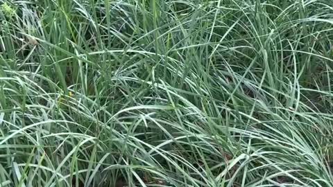 The grass has long leaves