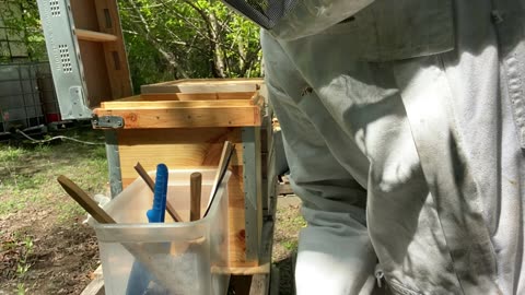 Splitting Original Girls and farmhouse girls in nursery apiary