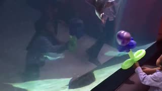 Penguins get Excited by Balloons at the Aquarium