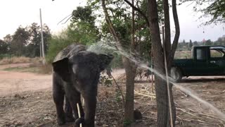 ถ้าผมกลัว!! มันเสียระบบ😅 'พลายบัวบวมกล่าว' bua ban elephant