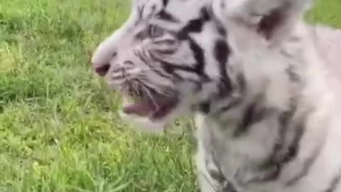 Tiger video || animal's video