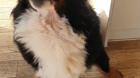 Bernese Mountain Dog gets very excited with his new toy