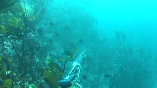 Spearfishing Big Sur - Monterey Co.