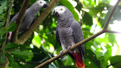 African Grey Parrot sound effects