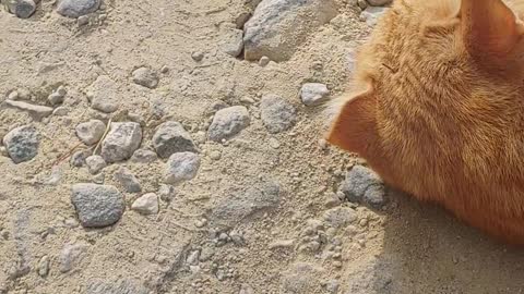 Korean cat lying down and playing around