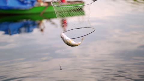 A Fish Caught in the Net