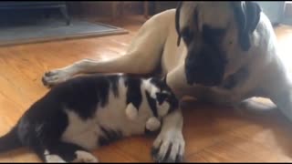 Black Cat Playing with White Dog - The Best Friendly