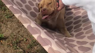 Happy Pit Bull Loves His Hammock Time