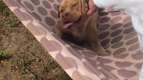 Happy Pit Bull Loves His Hammock Time