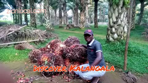 A drive thru a palm oil plantation Kalangala Islands Uganda.