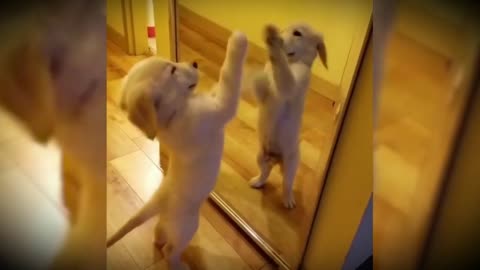 CUTE AND FUNNY DOGS REACTING TO THE MIRROR