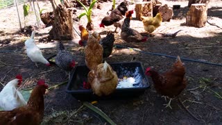 Chickens Love Miss Deb!