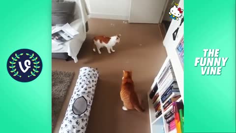 Best funnyy cats video