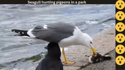 Seagulls hunting Pigeons 😮