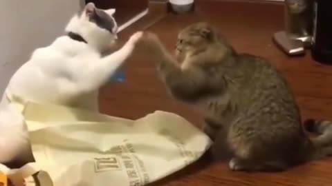 Cats Paws Together -Tiktok Cats (#Funny #Animals #429)