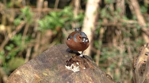 Finch bird chaffinch animal nature