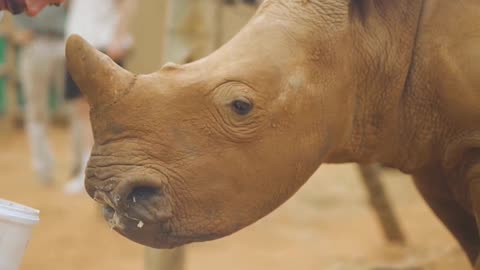 Saving Rhinos from Extinction The Tragic Reality of Poaching
