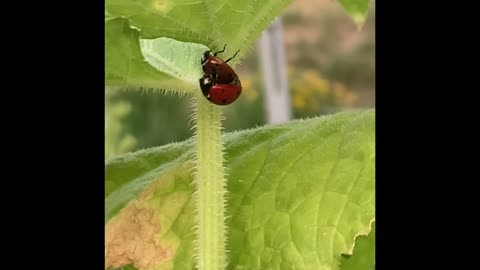 Ladybugs Mating Behavior