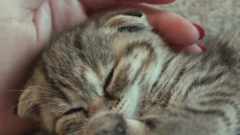 A beautiful cat trying to sleep and its owner playing with it