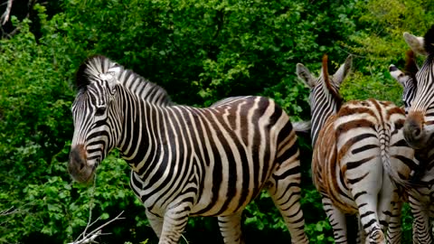 Zebra viral video