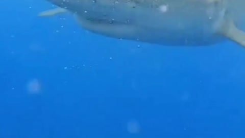 Shark phobia 😏