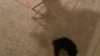 Kitten sideways crab walk