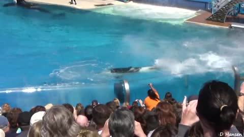 Check out the Sea World Trainers in the Water Complete with Killer Whales!!!