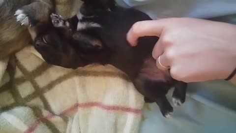 2 Week Old Puppy Likes Her Belly Scratched