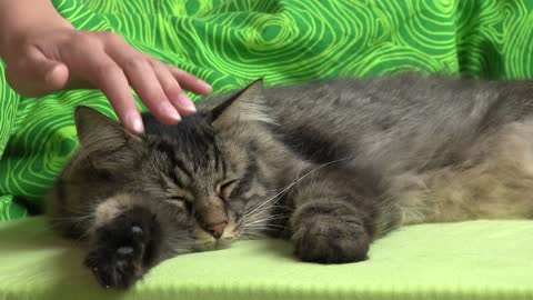 A domestic long hair tabby cat